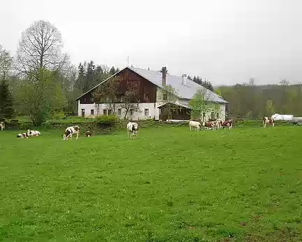 003 Pourquoi y-a-t-il autant de vaches dans le Jura ?