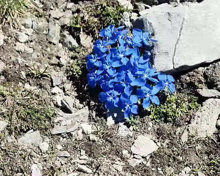 11 Bleu des fleurs (petites gentianes bleues)