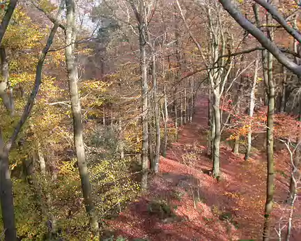 08 La forêt en automne
