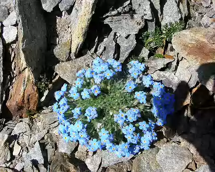 22 Des fleurs bleues