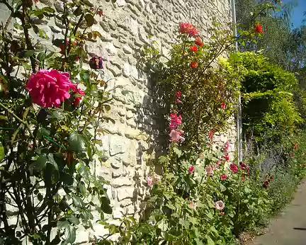 PXL002 roses dans un village du Vexin