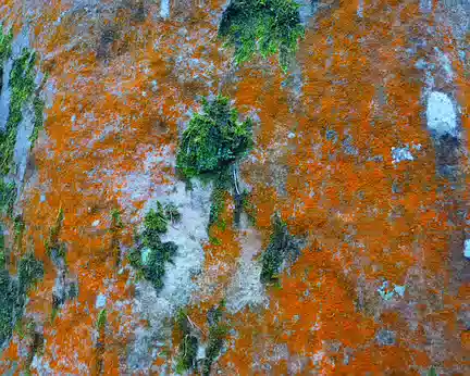 PXL031 Des lichens remarquables