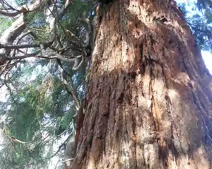 PXL024 Séquoia