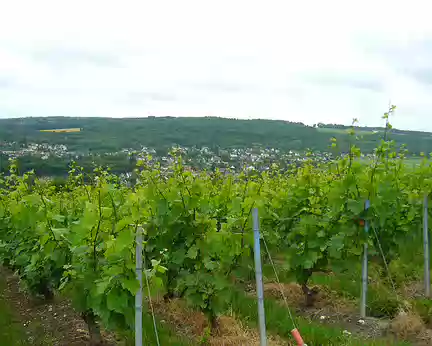 PXL000 Vignoble champenois (Aisne)