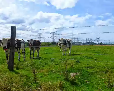 PXL021 Vaches sur fond de centrale nucléaire (Penly)