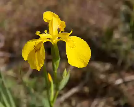 FM9A8369 Iris des marais (Iris pseudacorus L.)