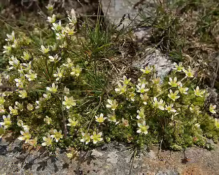 FM9A1472 Saxifrage faux bryum (Saxifraga bryoides L., 1753)