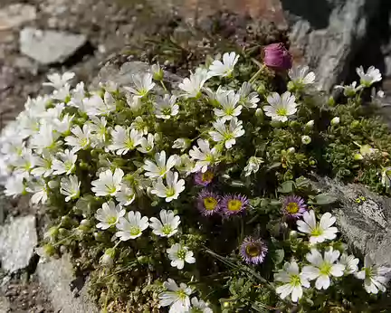 FM9A1678 Ceraiste à une fleur (Cerastium uniflorum Clairv., 1811), Vergerette des Alpes (Erigeron alpinus L., 1753) et Renoncule des glaciers (Ranunculus glacialis L.,...