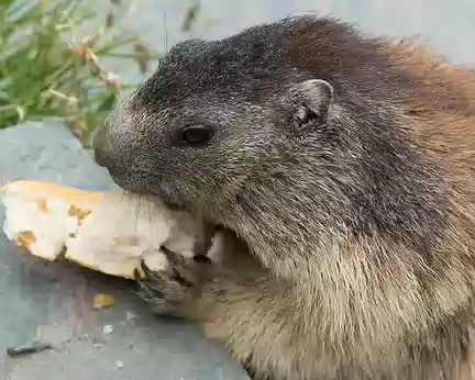 FM9A2171 Une marmotte. (Il ne faut pas nourrir les animaux sauvages !)