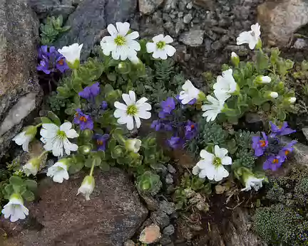 FM9A2240 Ceraiste à une fleur (Cerastium uniflorum Clairv., 1811) et Linaire des Alpes (Linaria alpina (L.) Mill. subsp. alpina)