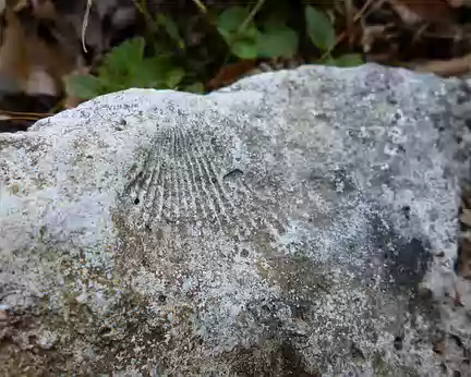 PXL006 coquille fossilisée