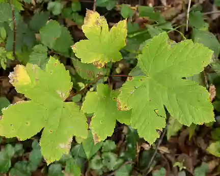 FM9A6544 Érable sycomore (Acer pseudoplatanus L., 1753)