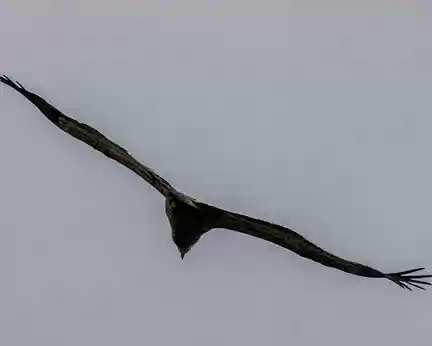 22-IMG_0274 Au sommet du Gavet, vol de vautours