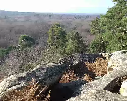 024 La forêt de Fontainebleau