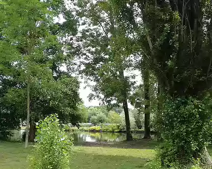 024 Grands arbres au bord de l’étang