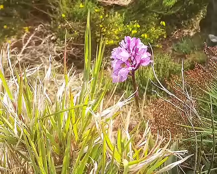 034 Orchis scopolorum, endémique