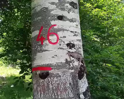 138 La parcelle 46. Le triangle gravé sur le tronc indique que l’arbre doit être conservé. La marque rouge indique qu’il est situé dans une forêt communale...