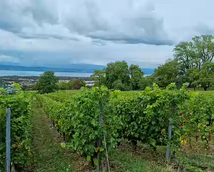 096 Le vignoble de Marin bénéficie d'une AOC depuis 1973