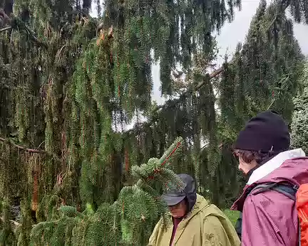 017 Étude du Picea abies 'Cincinnata'.