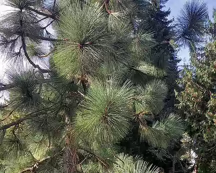 039 Pinus Engelmanni ou pin des Apaches.
