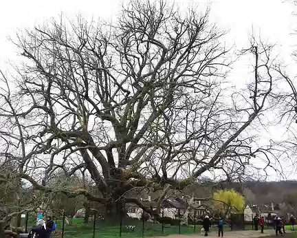 005 L’arbre de Diane est un platane monumental qui aurait été planté par Diane de Poitiers en 1556. Classé Arbre remarquable de France en 2002 (30 m de haut, 8 m de...