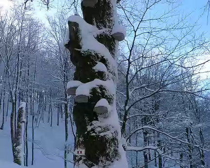 100 La neige s'accumule sur les champignons des arbres morts, comme un présentoir.