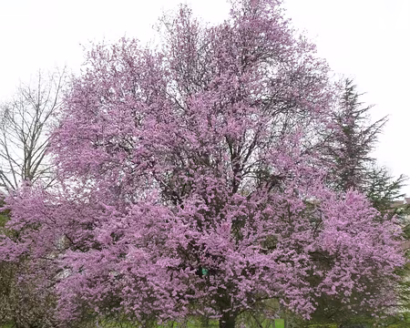 PXL000 Rendez-vous de printemps ....