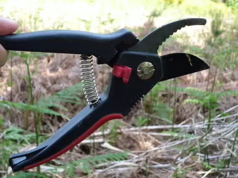 2009-05 Phytolaques de Fontainebleau