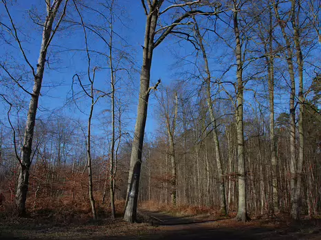 Foret de Compiegne - 17 janvier 2010