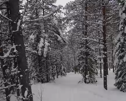 076 Sous la neige dans les bois