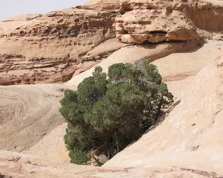 034 Arbre repère caractéristique