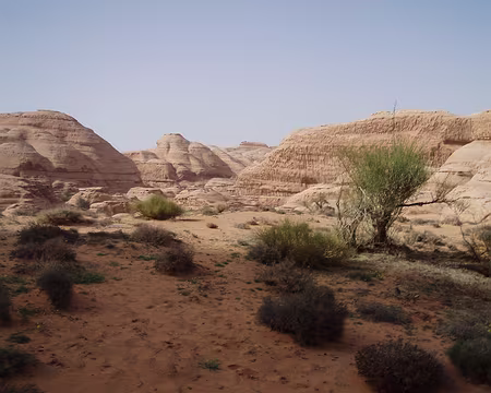 043 N’utiliser que du bois mort
