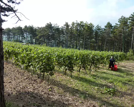 Chemins du soleil en VTT 003 Vendanges de coteaux de Brézème