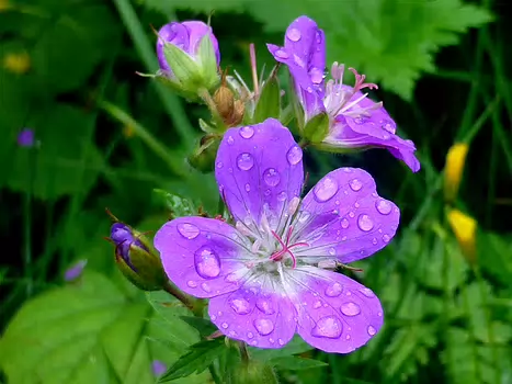 2014-07 Alta Via N°5 Dolomites