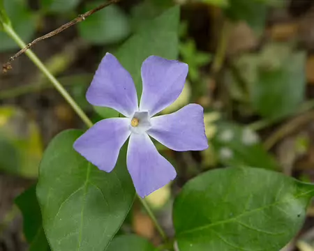 FM9A5587 Grande pervenche (Vinca major L., 1753)