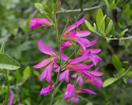 FM9A5590 Glaïeul des moissons (Gladiolus italicus Mill., 1768)