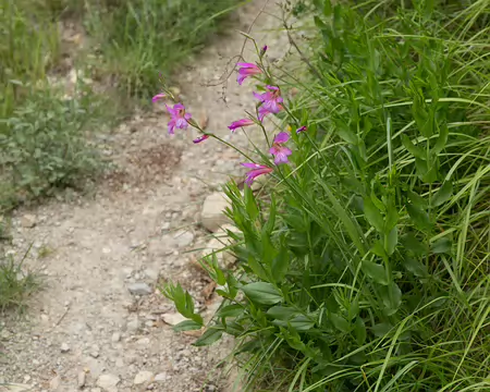 FM9A5599 Glaïeul des moissons (Gladiolus italicus Mill., 1768)