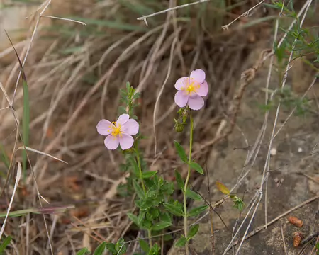 FM9A5602 Hélianthème (Helianthemum nummularium var. roseum (Willk.) G.López