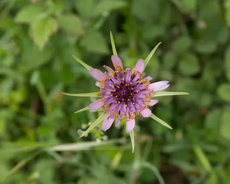 FM9A5605 Salsifis de Provence (Tragopogon porrifolius L., 1753)