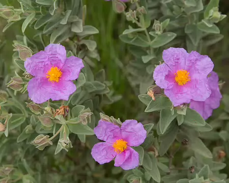 FM9A5606 Ciste blanchâtre (Cistus albidus L., 1753)