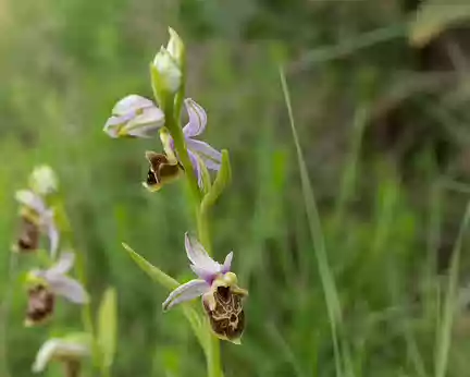 FM9A5616 Ophrys bécasse (Ophrys scolopax Cav., 1793)