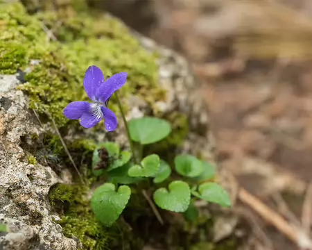 FM9A5635 Violette des bois (Viola reichenbachiana Jord. ex Boreau, 1857)