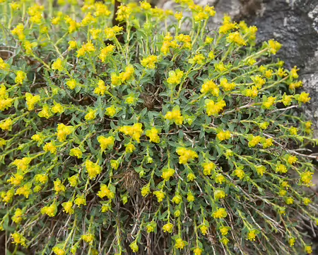 FM9A5644 Euphorbe épineuse (Euphorbia spinosa L., 1753)
