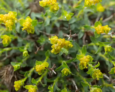 FM9A5645 Euphorbe épineuse (Euphorbia spinosa L., 1753)