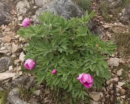 FM9A5649 Pivoine (Paeonia officinalis subsp. huthii Soldano, 1993)
