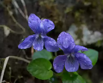 FM9A5713 Violette des bois (Viola reichenbachiana Jord. ex Boreau, 1857)