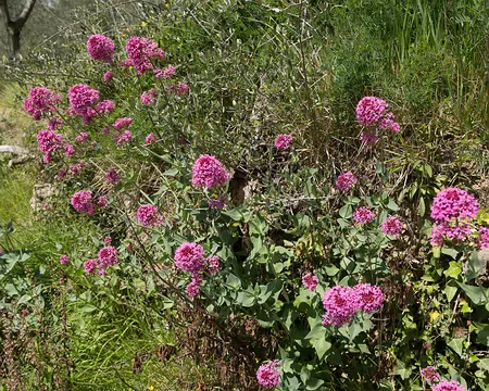 FM9A5801 Centhrante rouge (Centranthus ruber (L.) DC., 1805)