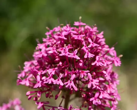FM9A5802 Centhrante rouge (Centranthus ruber (L.) DC., 1805)