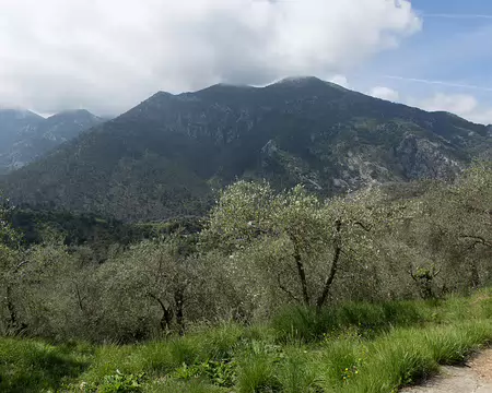 FM9A5806 Oliveraie, au fond, le Cuore (1085m)