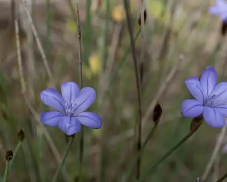 FM9A5824 Aphyllante de Montpellier (Aphyllanthes monspeliensis L., 1753)